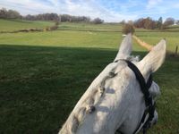 Perspektive vom Pferd aus über eine grüne Wiese